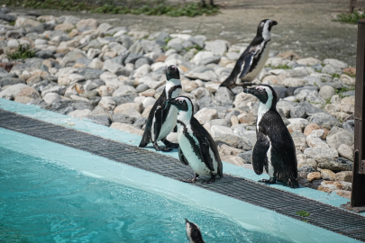 Bursa Hayvanat Bahçesi’nde yaz alarmı: Penguenlere klima, lemurlara soğuk menü