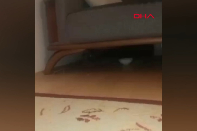 Bursa'da oturma odasını güvercin ailesine açtı!