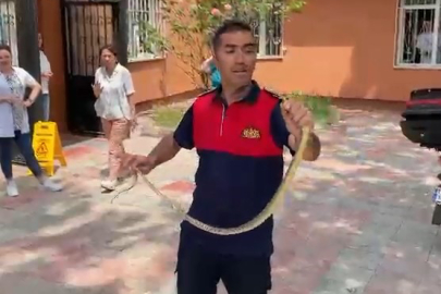 Zonguldak'ta sağlık ocağında yılan paniği
