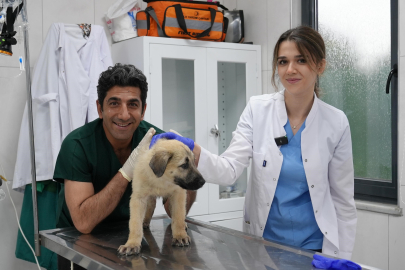 Bursa'da veterinerlerden örnek çalışma: Zorlu operasyonlar başarıyla tamamlandı