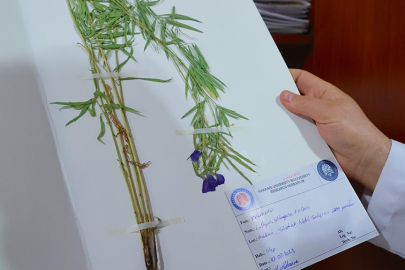 Hakkari’nin envanteri genişledi, bitki türü 800'e yükseldi