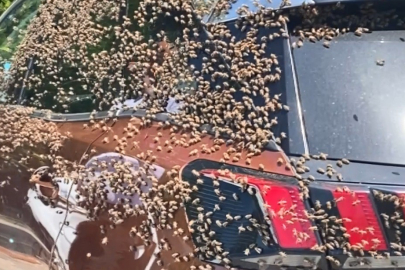 Ordu'da şehir merkezinde otomobili arılar sardı