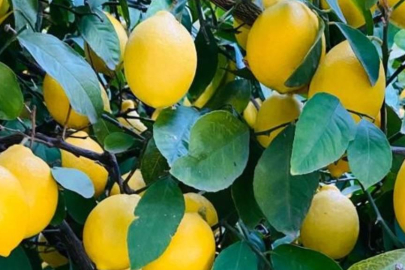 Türkiye’den 4 ayda 195 milyon dolarlık limon ihracatı