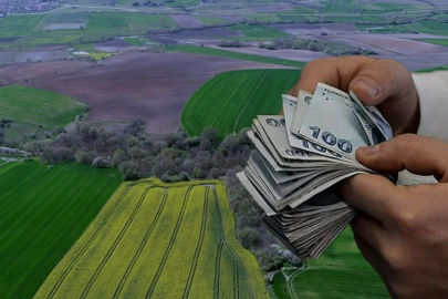 Bursa'dan dev tarım ihalesi: 4 milyon liralık yeşil ot satışa çıkıyor