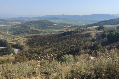 Manisa Akhisar’da korkutan orman yangını