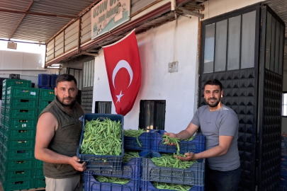 Bursa İznik'te Nazende fasulyesinde ilk hasat başladı! Fiyatlar...