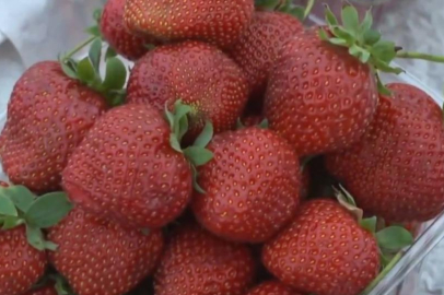 Çilekte fiyat uçurumu: Tarladan markete 10 kat artış!