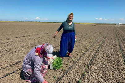 Belindeki 8 platinle tarlada ekmeğini kazanıyor