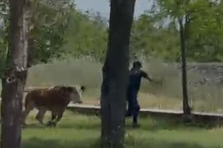 Elazığ'da sahibinden kaçan dana paniğe neden oldu