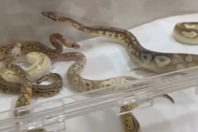 İstanbul'da gizli yılan evi ortaya çıktı! Pitonlar, Mısır yılanları ve king bulundu