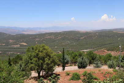 Kilis'te ormanlık alanlara giriş yasaklandı