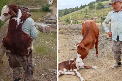 Kayıp ineği bulduğunda muhteşem manzara ile karşılaştı; buzağıyı sırtında taşıdı