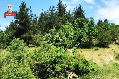 Bursa'da dev tarla icradan satışta! Tam 6,8 milyon TL...