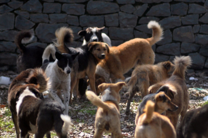 Bakan Çiftçi: Yılbaşına kadar sokak köpeklerinin hepsi barınaklara alınacak