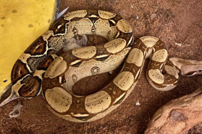 İstanbul'da bir evden tarantula, yılan, akrep, iguana, Afrika dev salyangozları çıktı