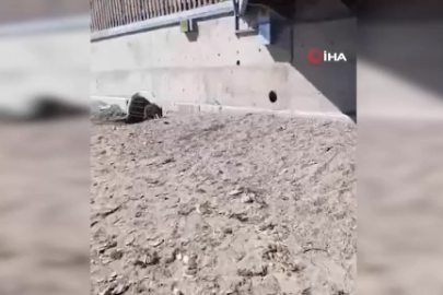 Bursa'da aç kalan domuzlar sahile indi!