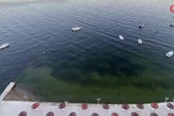 Müsilajın ardından Bursa Gemlik Körfezi'nde sevindiren görüntüler!
