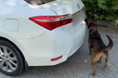 Muğla’da otomobilde 5 kilo 670 gram skunk ele geçirildi: 1 tutuklama