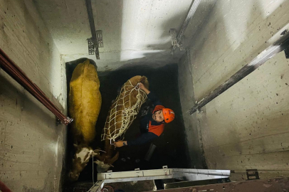 Bingöl'de asansör boşluğuna düşen 2 inek kurtarıldı