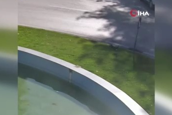 Bursa'da yürek ısıtan an: Süs havuzuna düşen karga böyle kurtarıldı!
