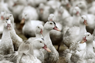 H5N1 Avustralya’da tespit edildi!