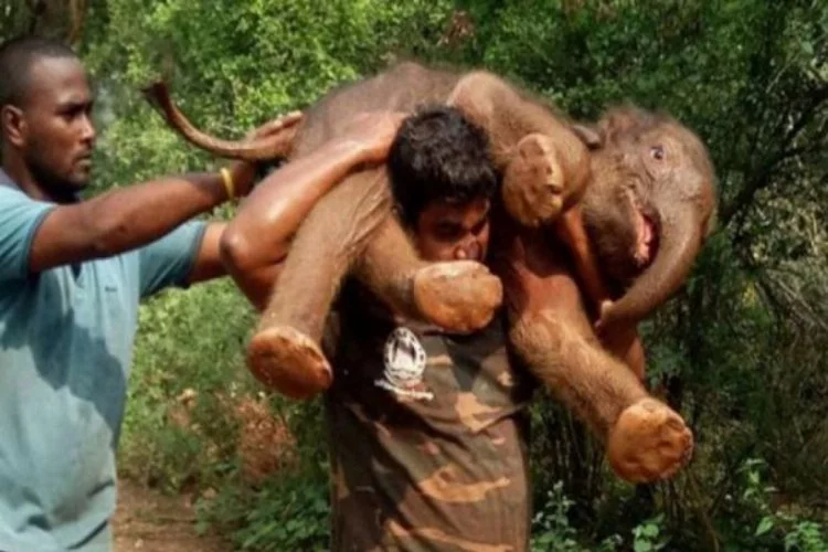 Yavru fili çukurdan kurtardı