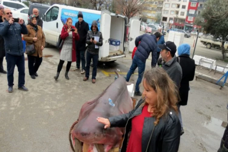 Mudanya'da köpek balığıyla hatıra fotoğrafı