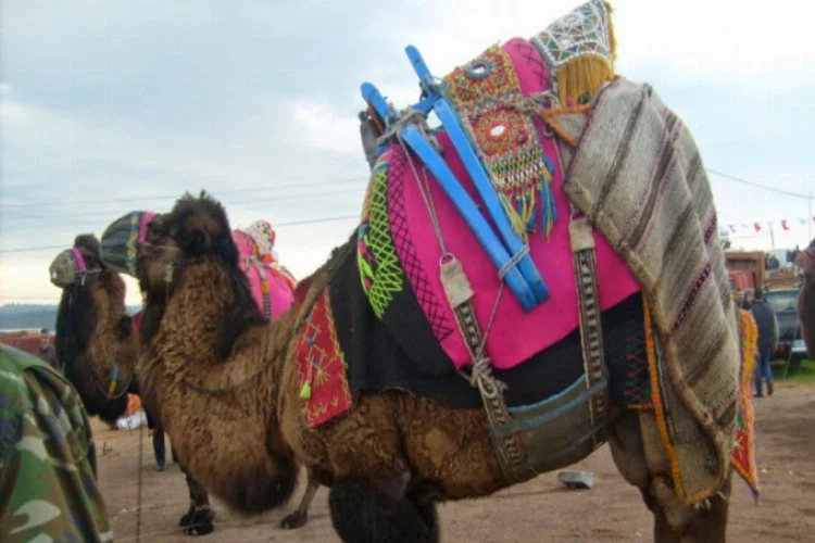"Botoks" kullanan 12 deve güzellik yarışmasından diskalifiye edildi