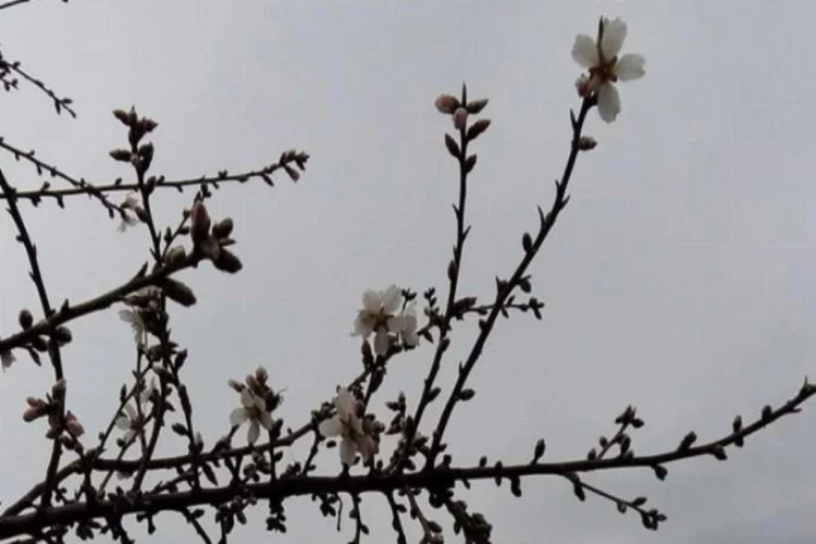 Bursa'da ağaçlar çiçek açtı
