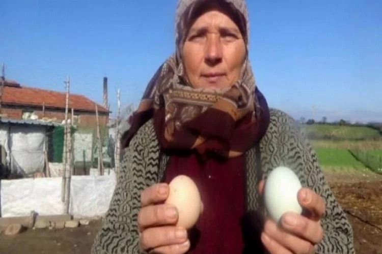 Hediye tavuğun yumurtası şok etti!5 TL'den satıyor