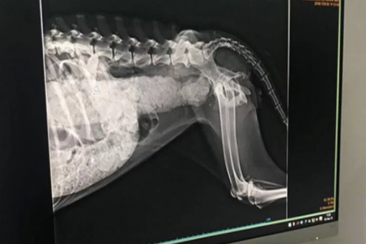 Şehrin göbeğinde vahşet: Sokak köpeğinin makatına silikon sıkıldı