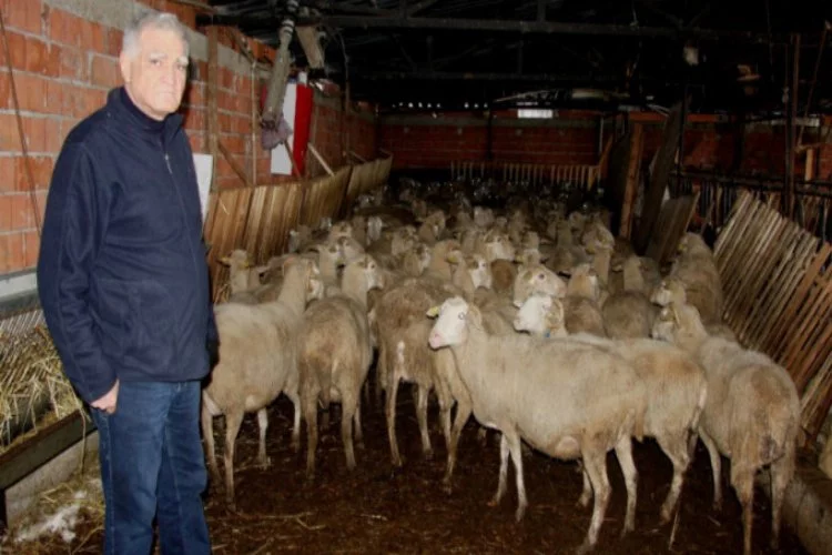 Bursa Damızlık Koyun Keçi Birliği Başkanı'ndan  "300 koyun projesi'' açıklama