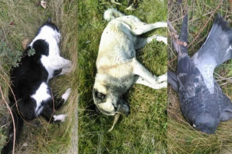 Trabzon'da esrarengiz hayvan ölümleri!
