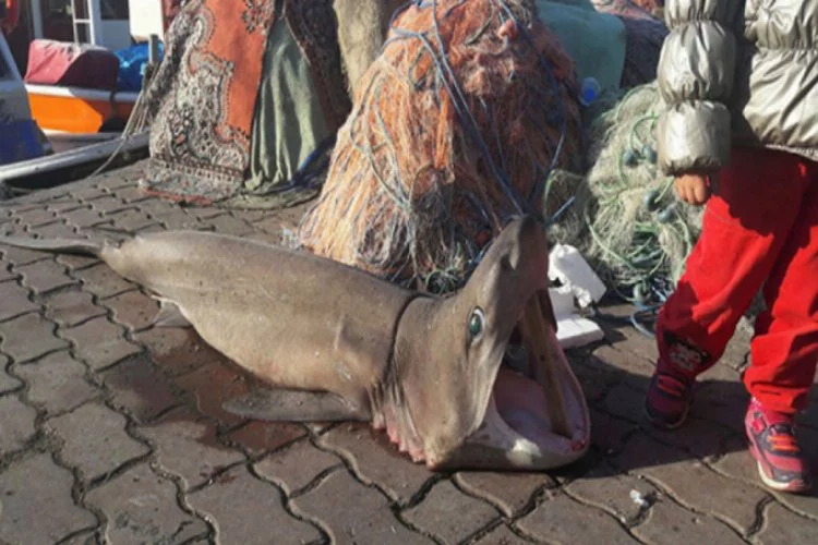 Marmara açıklarında 1,5 metrelik köpek balığı yakaladılar