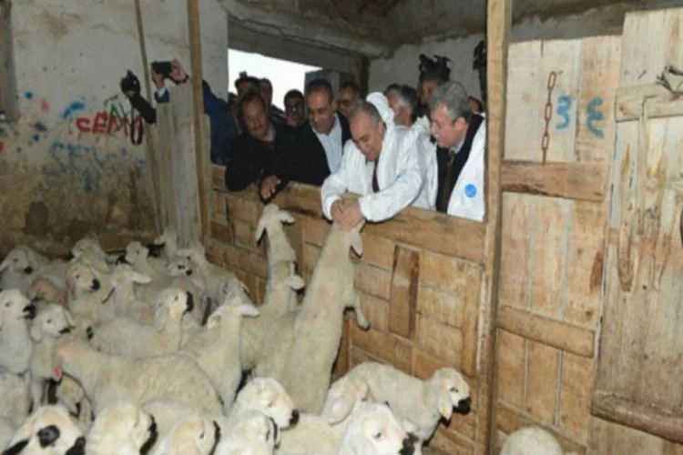 Dikkat! Bakan 300 koyun projesinde yanlış anlaşılan noktayı düzeltti