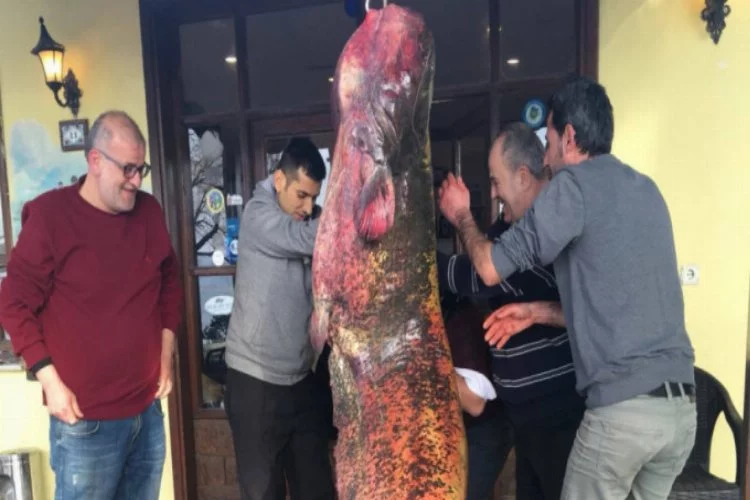 Bursalı balıkçıların ağına dev yayın balığı takıldı