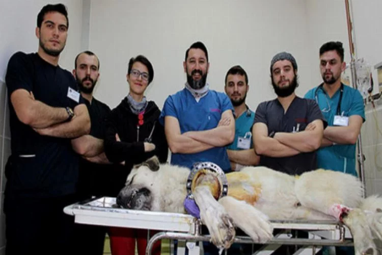 Türk veterinerler bir ilki gerçekleştirdiler