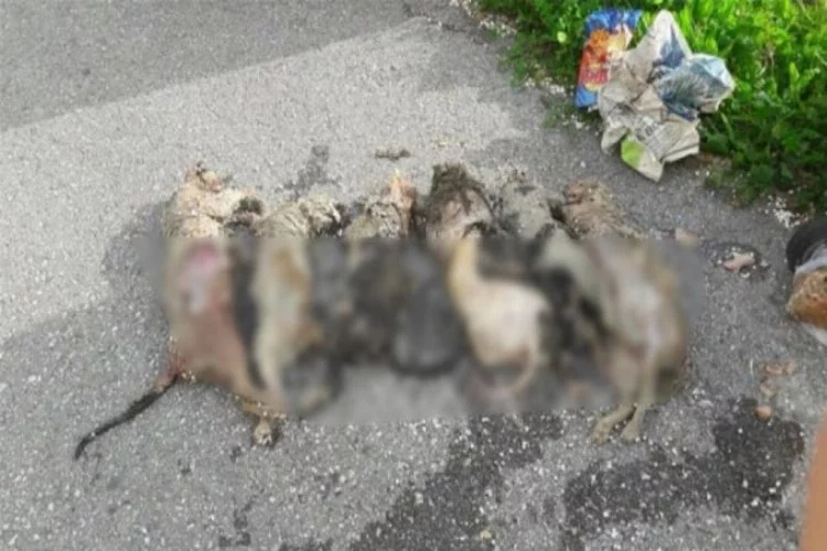 Vicdansızlar: Çok sayıda kedi ölü bulundu