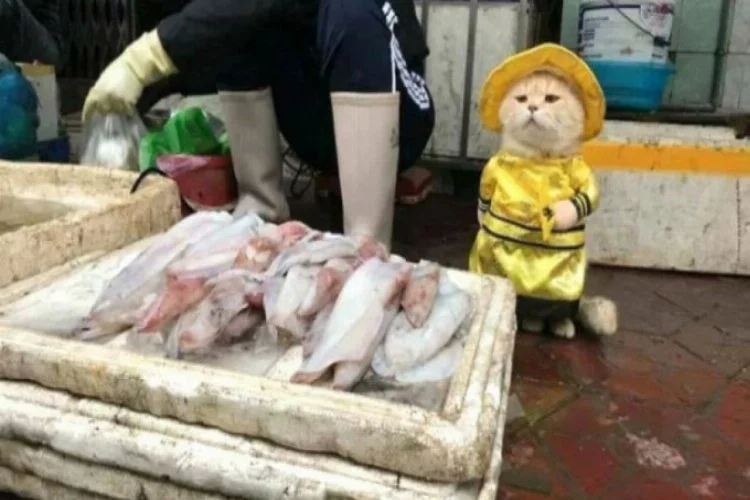 Gören hayretler içinde kalıyor! "Balıkçı kedi"