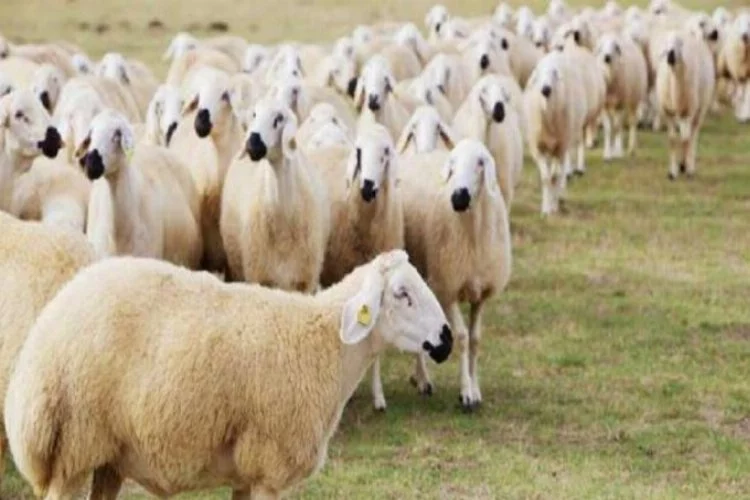 Türkiye'nin konuştuğu 300 koyun projesi başlıyor