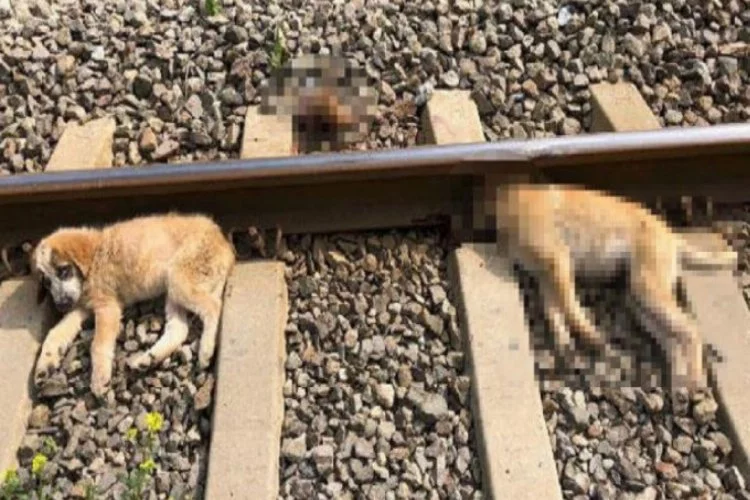Vahşet! Yavru köpekleri tren rayına bağlayıp...