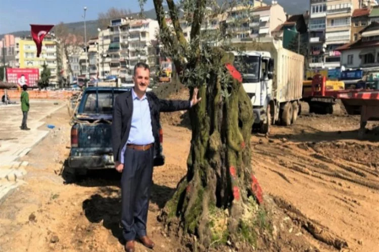 Bursa'da 600 yıllık zeytin ağacı taşındı