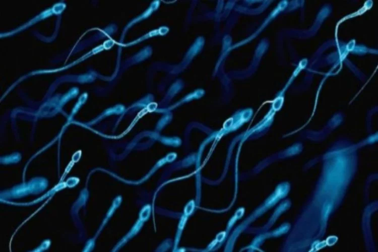 Düşük sperm sayısı sağlık sorunlarının habercisi olabilir