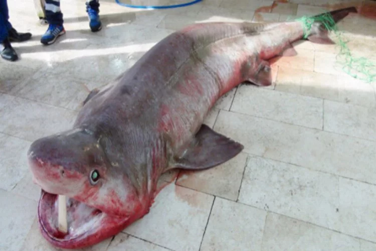 4 metrelik köpek balığı görenleri şaşırttı