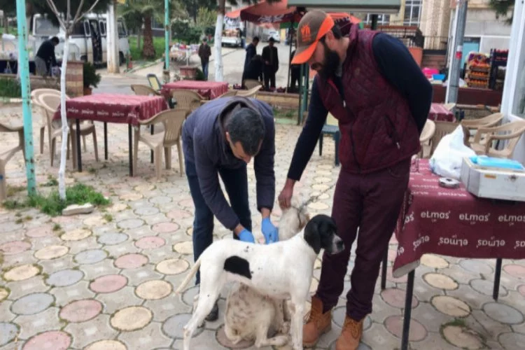 Bursa'da köpeklere kuduz aşısı