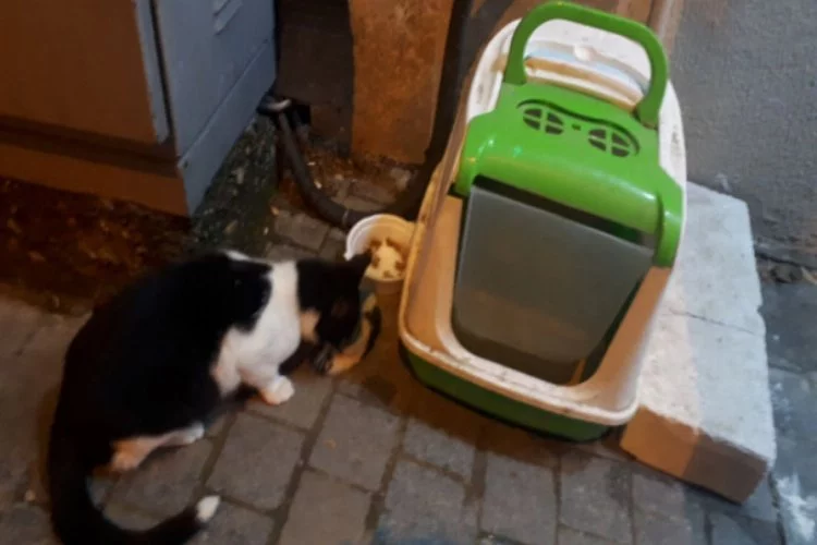 Bursa'da kedi ölen yavrusunu böyle kokladı