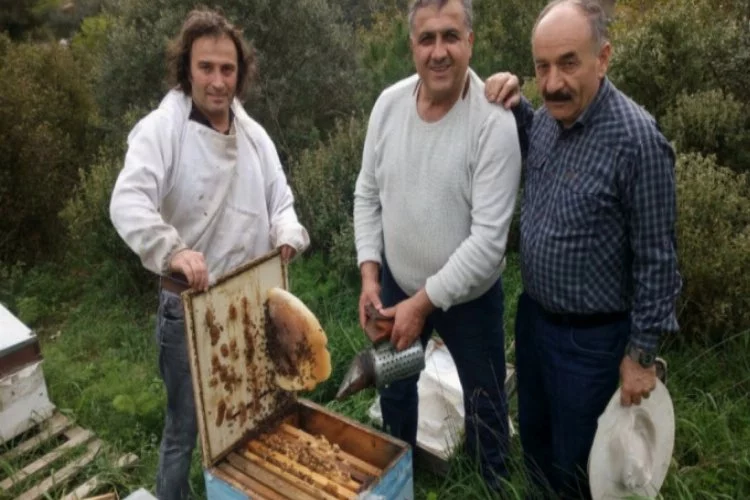 Bursa'da bal hasadına Mudanya'dan el verdiler
