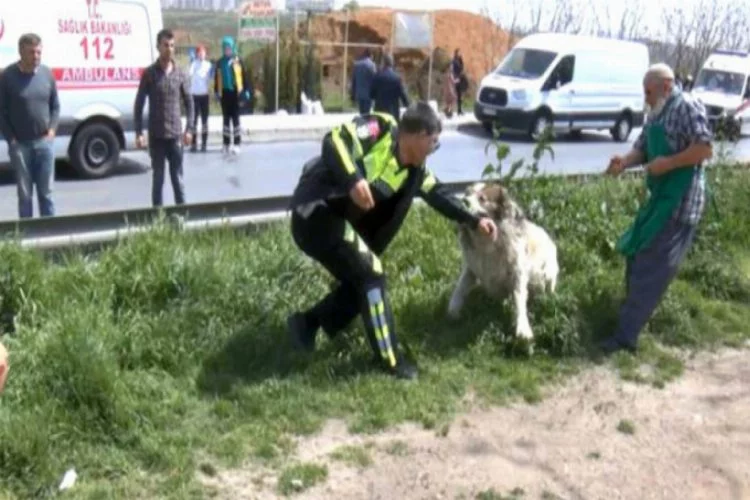 Köpek kazaya müdahale eden polisi ısırdı!