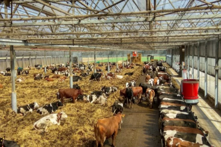 Bursa'da Organik süt sığırcılığı projesine AB'den destek