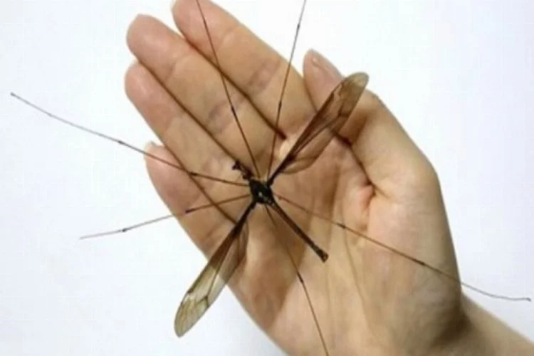 Kan değil nektarla besleniyor! Dünya'nın en büyük sivrisineği